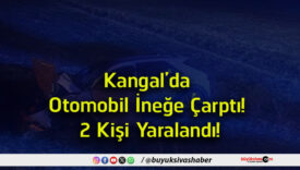 kangal