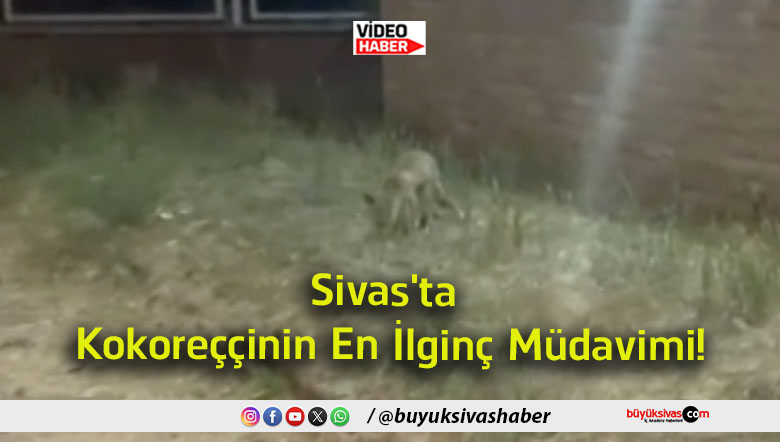 müdavim