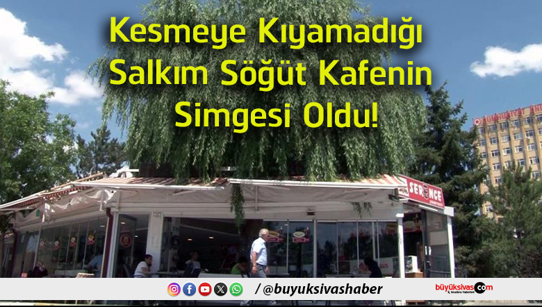 söğüt