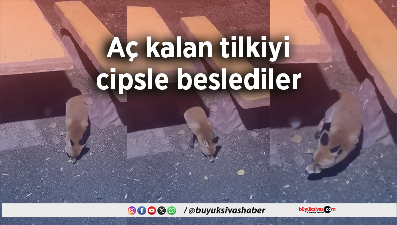 Aç kalan tilkiyi
