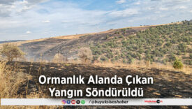 Ormanlık Alanda