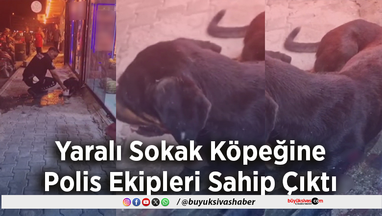 Yaralı Sokak Köpeğine