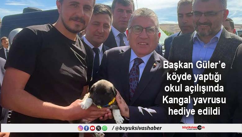 kangal yavrusu