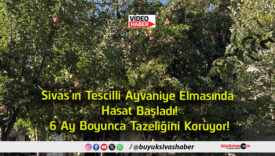koruyor