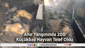 200 Küçükbaş Hayvan