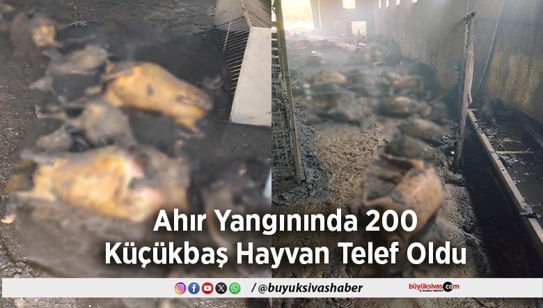 200 Küçükbaş Hayvan