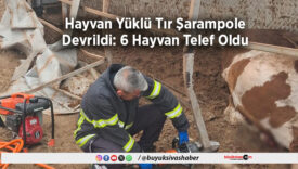 6 Hayvan Telef Oldu