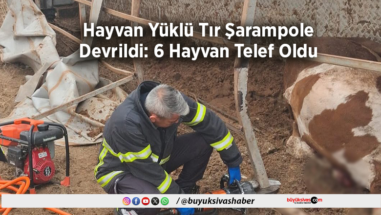 6 Hayvan Telef Oldu