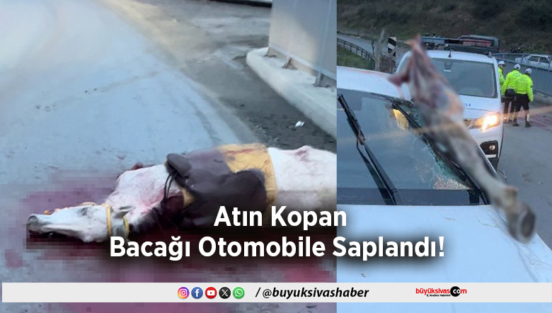 Atın Kopan Bacağı