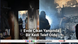 Bir Kedi Telef Oldu