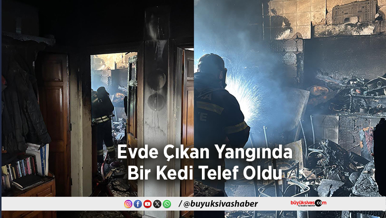 Bir Kedi Telef Oldu