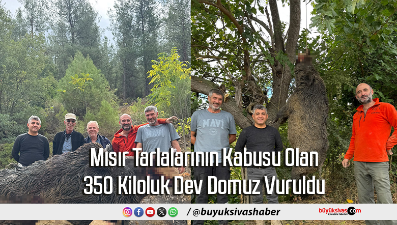 Mısır Tarlalarının Kabusu Olan