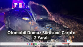 Otomobil Domuz Sürüsüne Çarptı