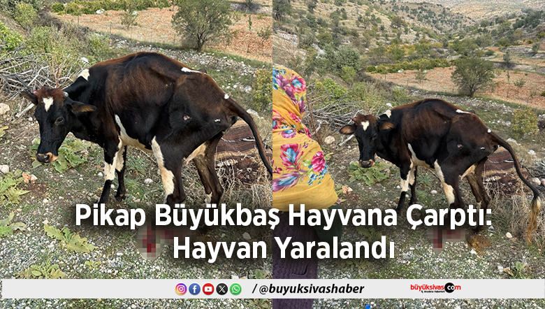 Pikap Büyükbaş Hayvana