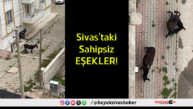 eşek