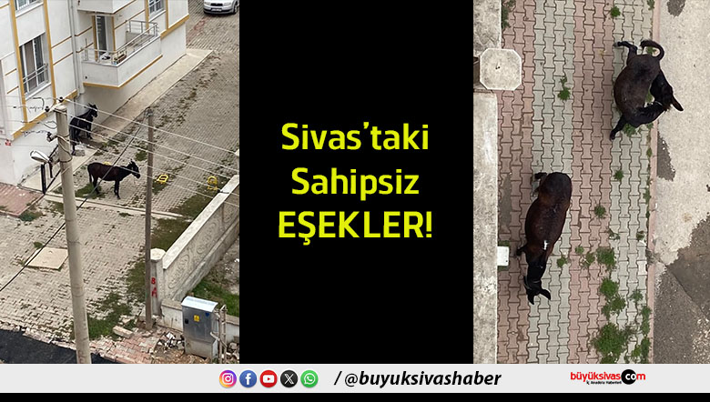 eşek