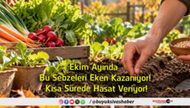 hasat