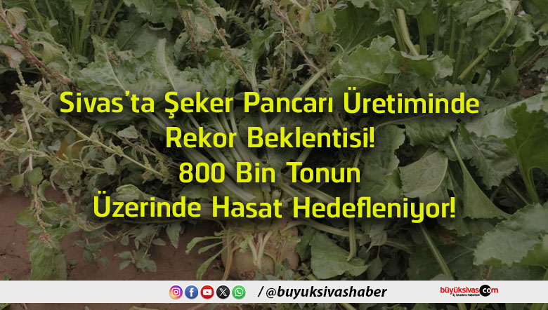 hedef