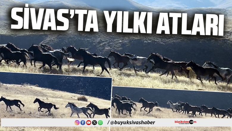 yılkı